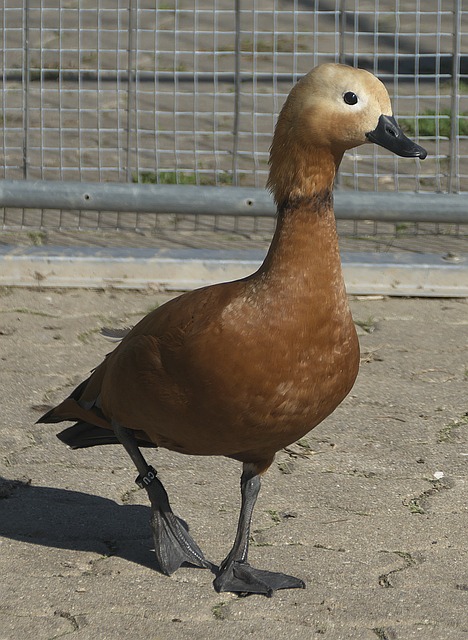 剧本
